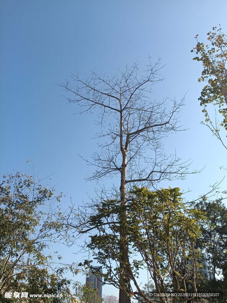 蓝天中挺立的光秃树木