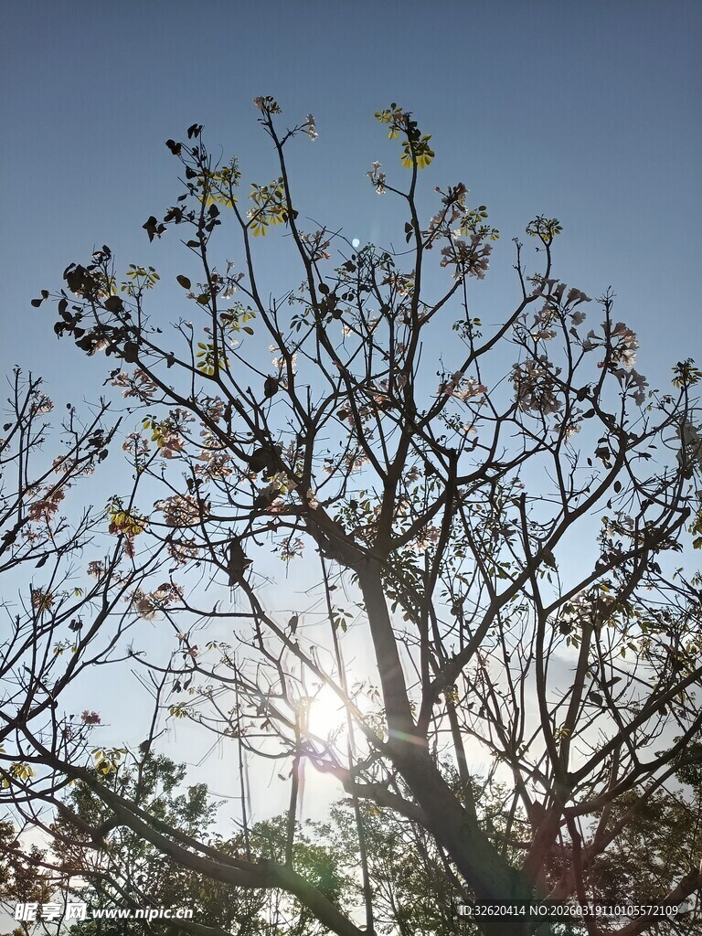 阳光下的繁花树枝