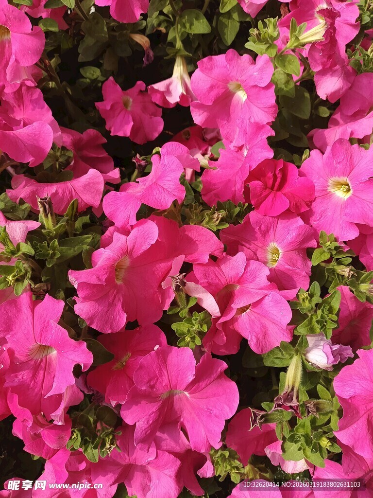 艳丽粉色矮牵牛花绽放