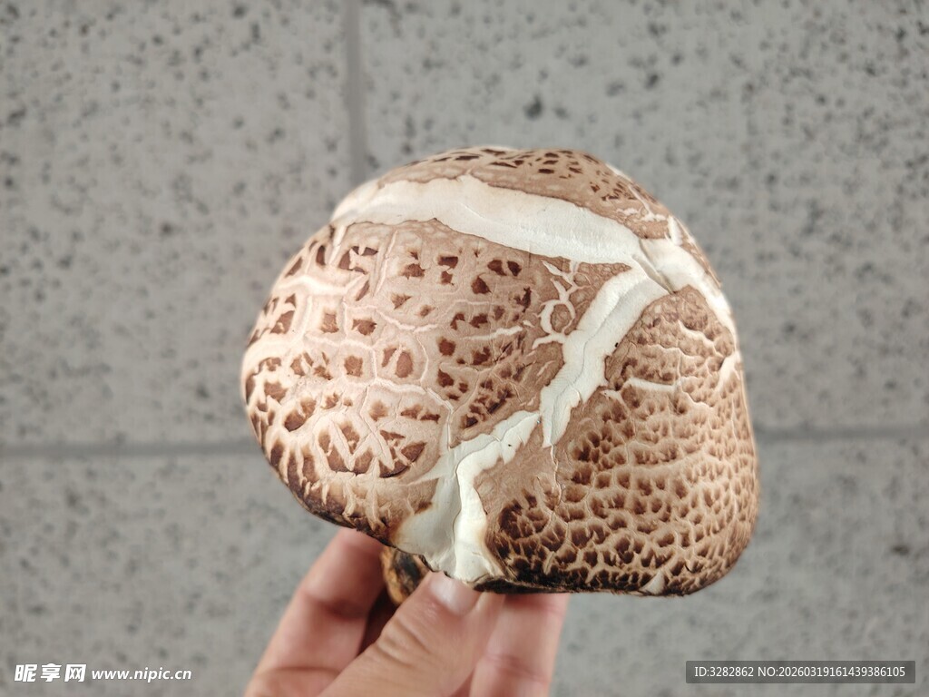 手捧花纹独特的蘑菇花菇