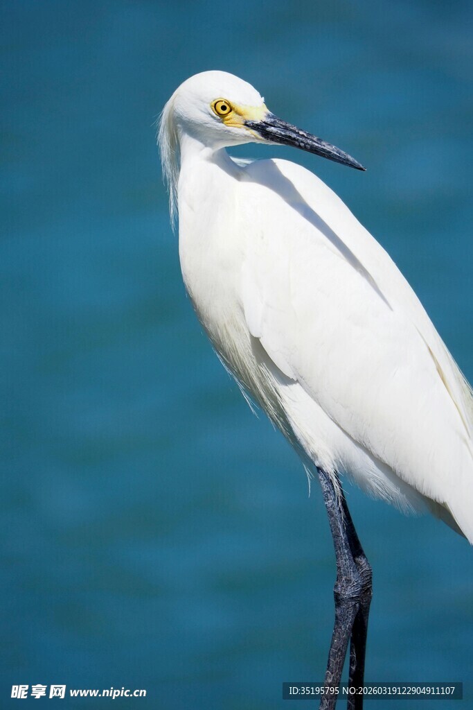 白鹭立于水边优雅瞬间