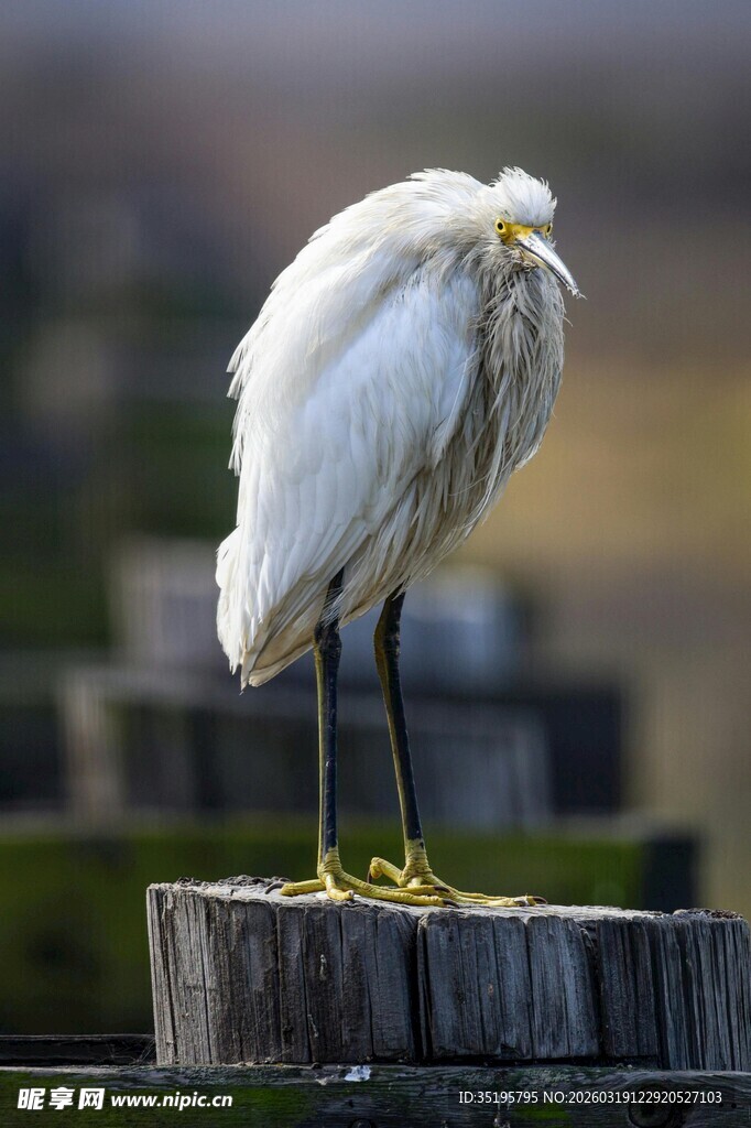 白鹭立于木桩整理羽毛