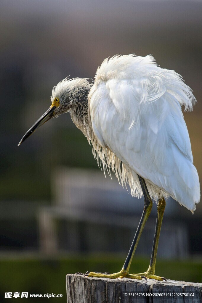 白鸟立于木桩姿态优雅