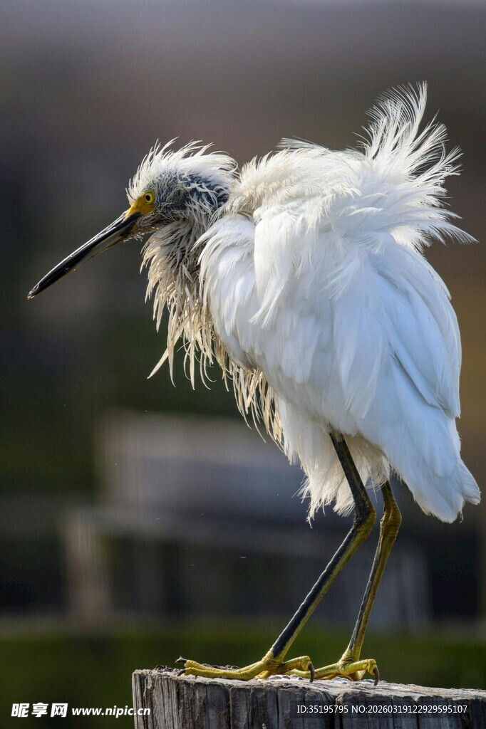 站立木桩的蓬松白鹭