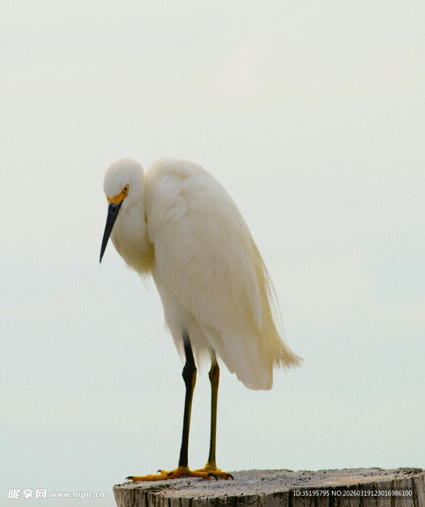 白鹭立于木桩上
