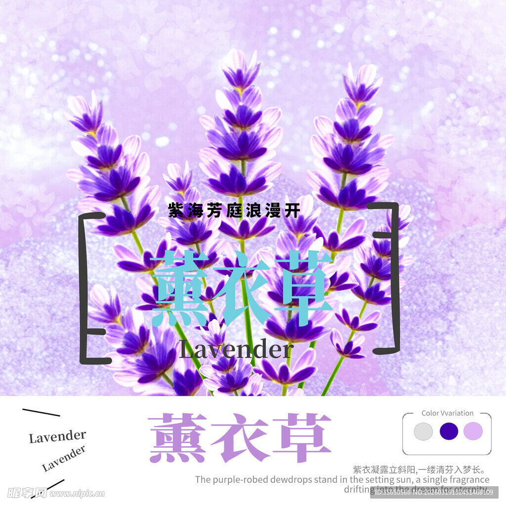 薰衣草版面排版