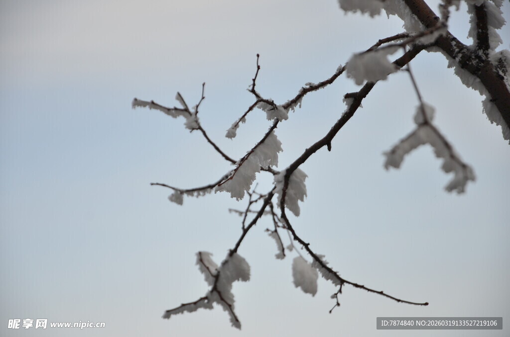 枝头覆冰 冬日景致