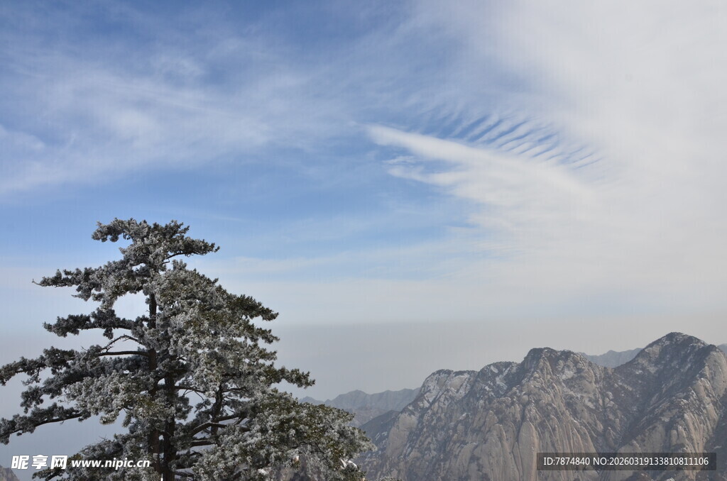 高山挺拔处的孤松