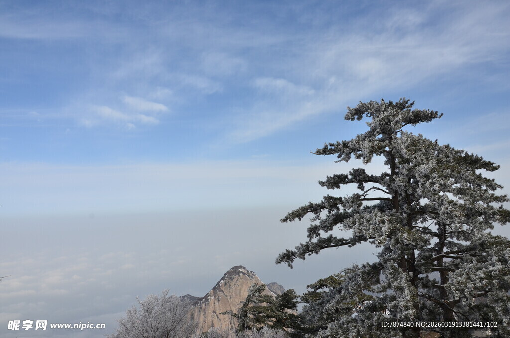 高山孤松 云海蓝天景致