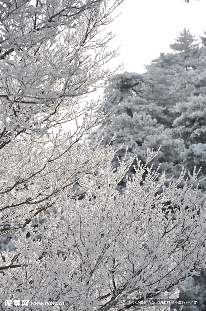冬日银霜覆枝的美丽景致