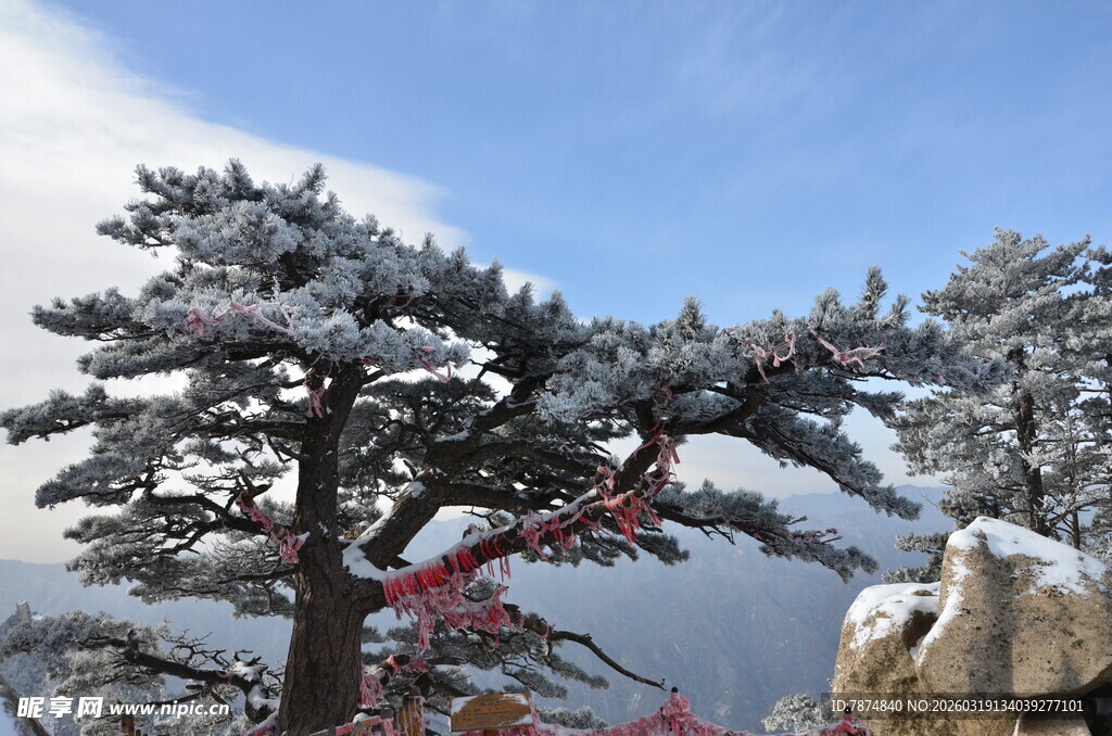 雪覆青松景