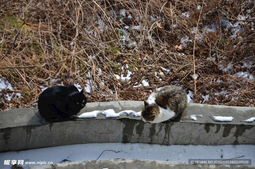 墙边休憩的几只猫咪