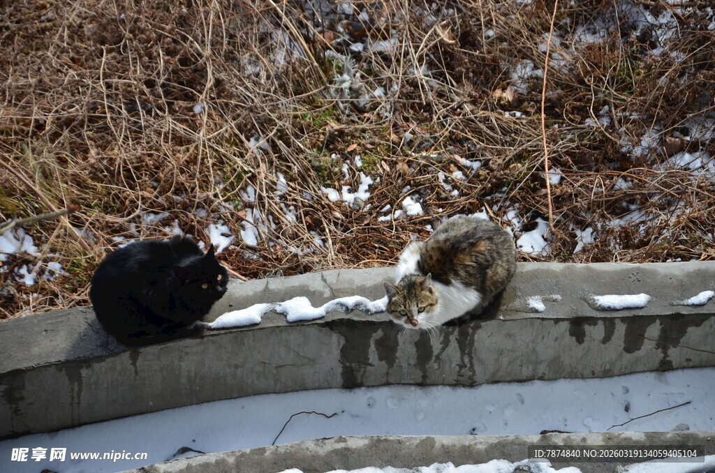 墙边休憩的两只猫咪