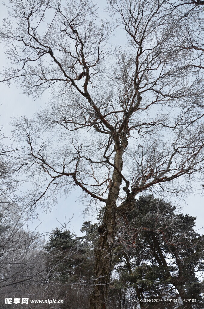 冬日枯树雪景图
