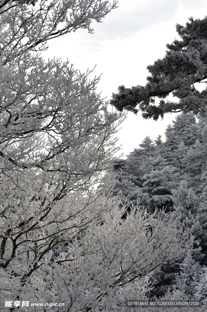 冬日雪景中的树木景观