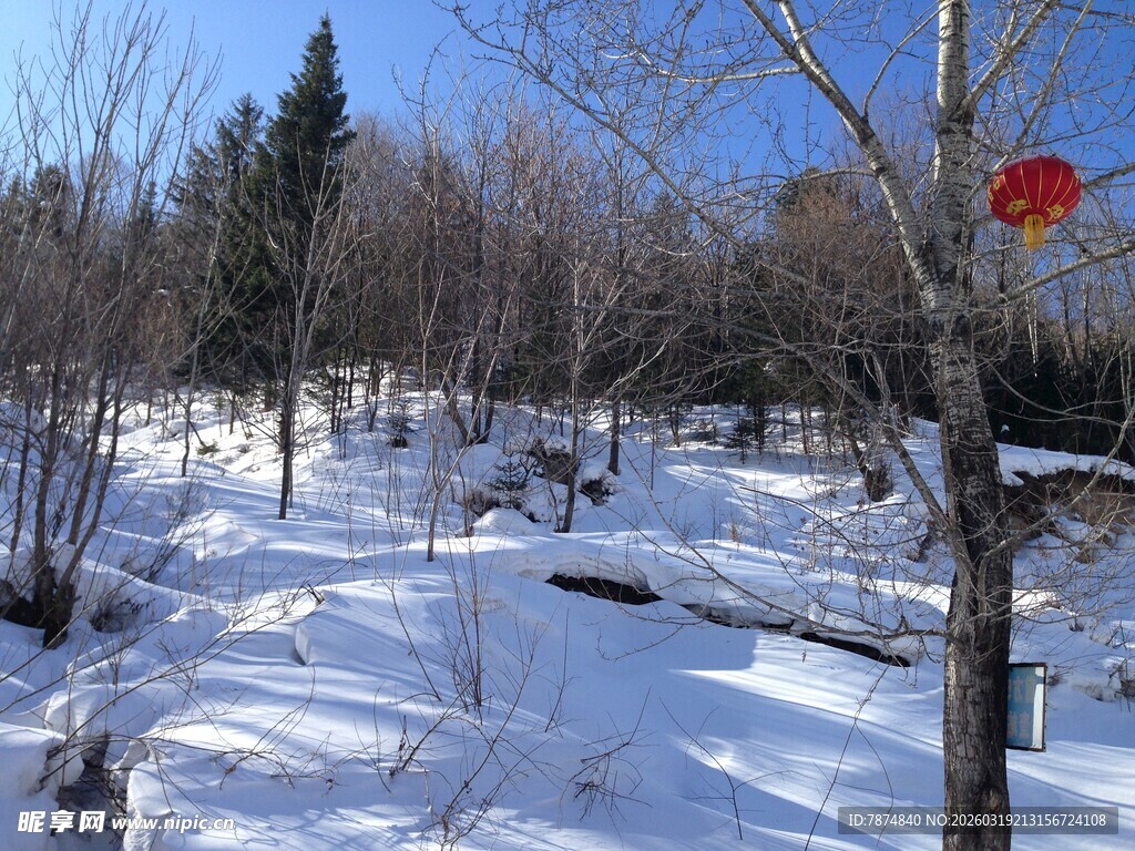 冬日雪林景致