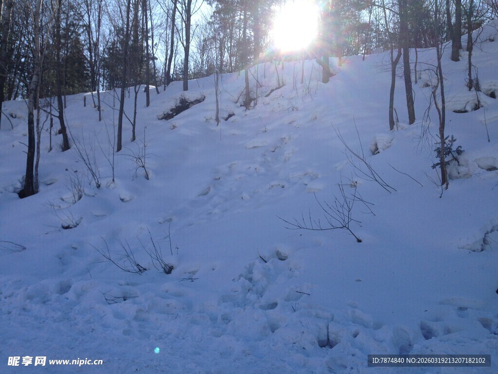 冬日雪林 阳光洒落小径