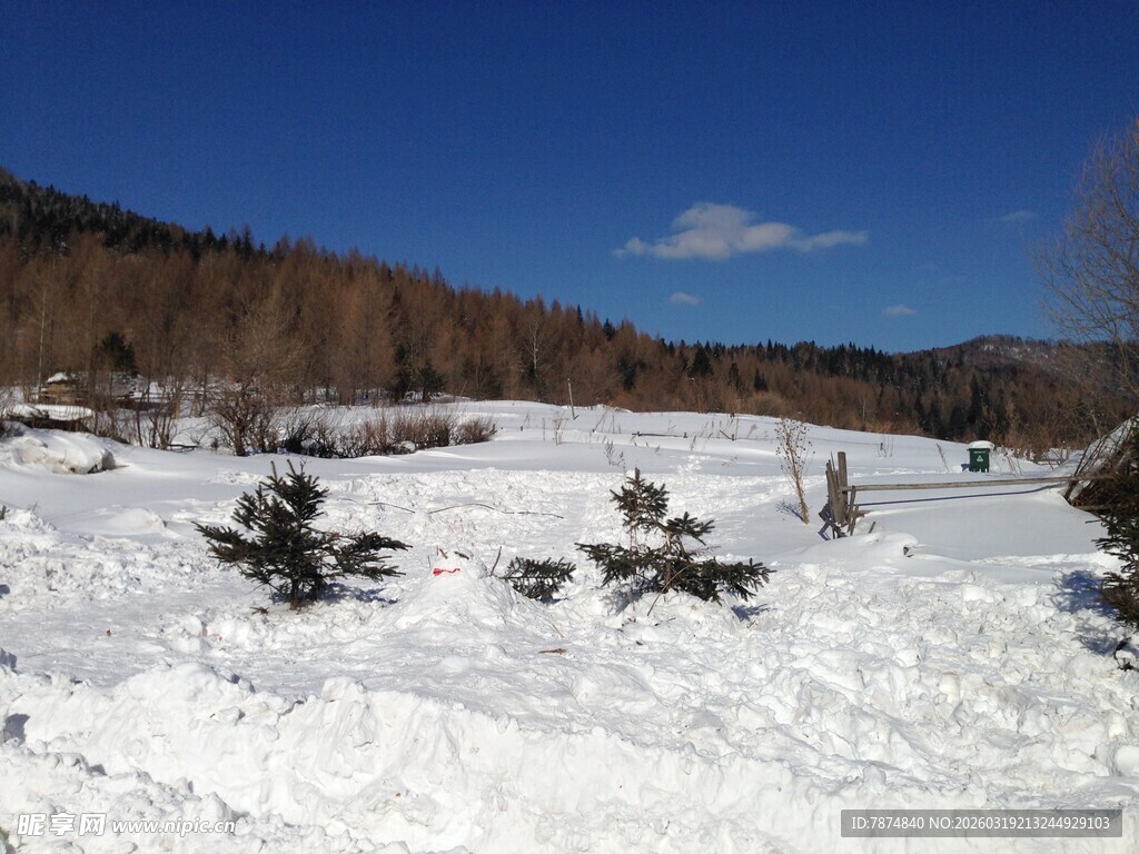 冬日雪地中的稀疏植被