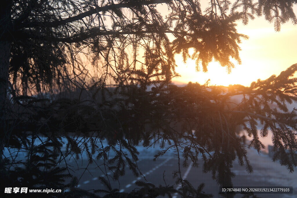 冬日夕阳下的雪景树林