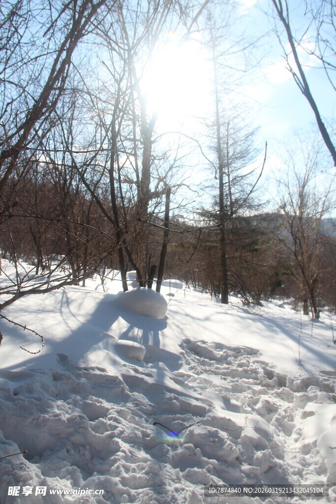 冬日雪地林间阳光景象