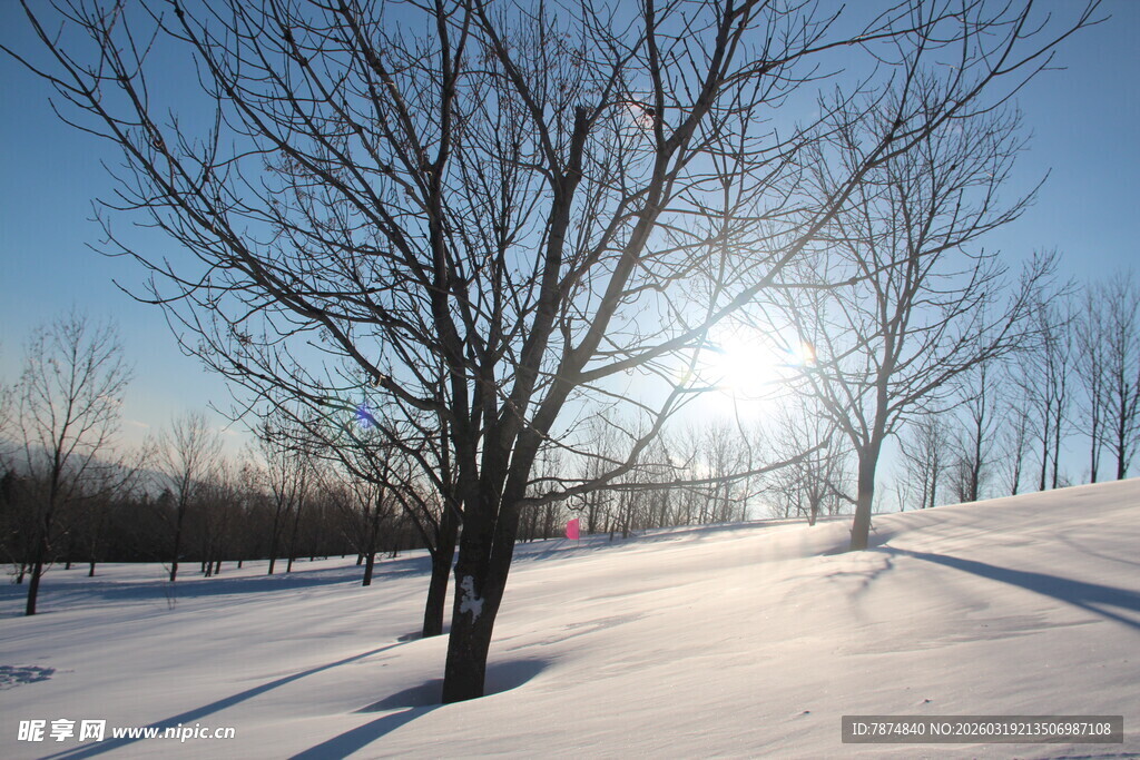冬日雪景下的萧瑟树木