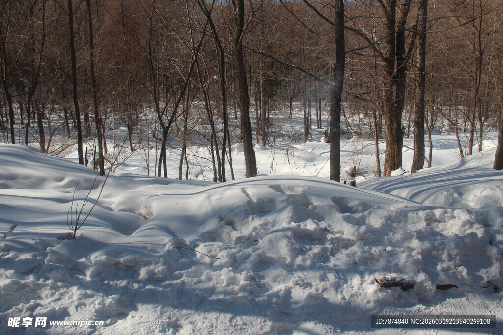 冬日雪林景观