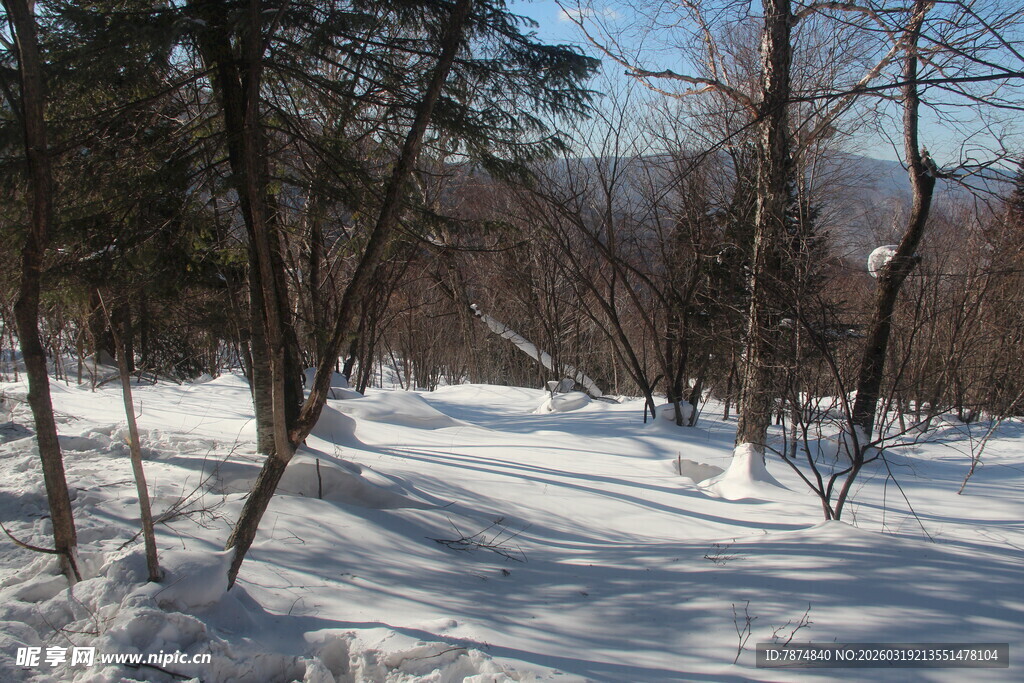 冬日雪覆树林静谧景象
