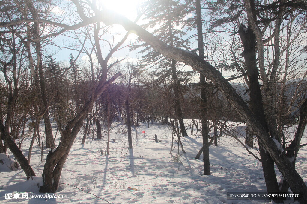 冬日雪林阳光洒落景象