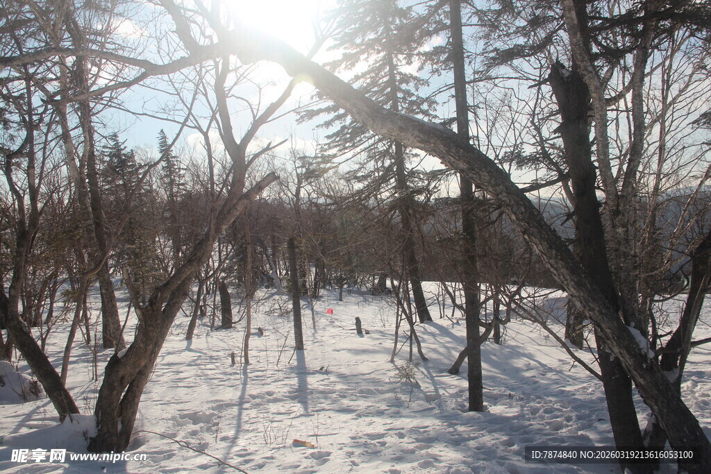 冬日雪林阳光风景图