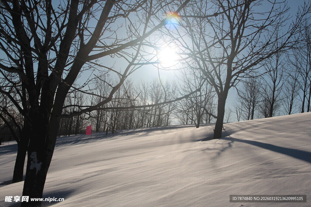 冬日雪林 阳光洒落美景