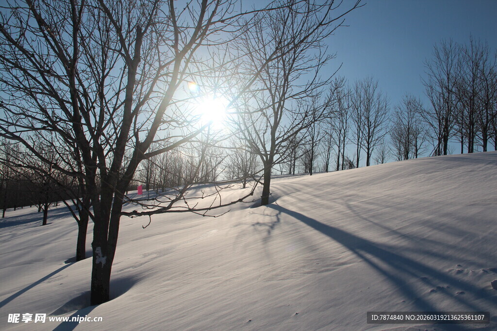 冬日雪林暖阳风景图