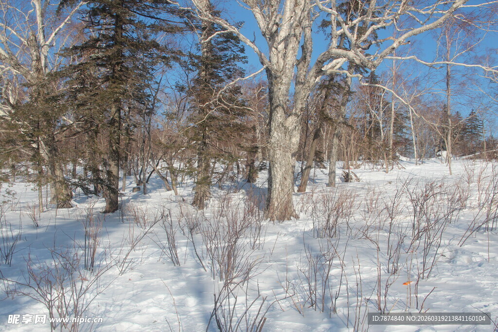 冬日雪林景色