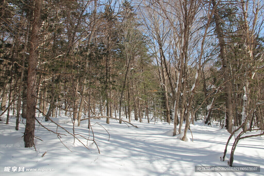 冬日雪覆树林美景
