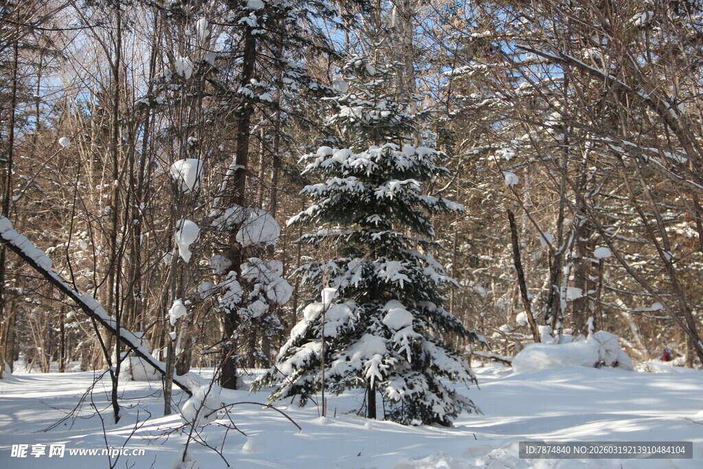 雪覆树林冬日美景