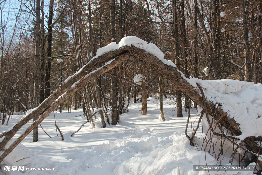 雪覆林间拱形树枝景观