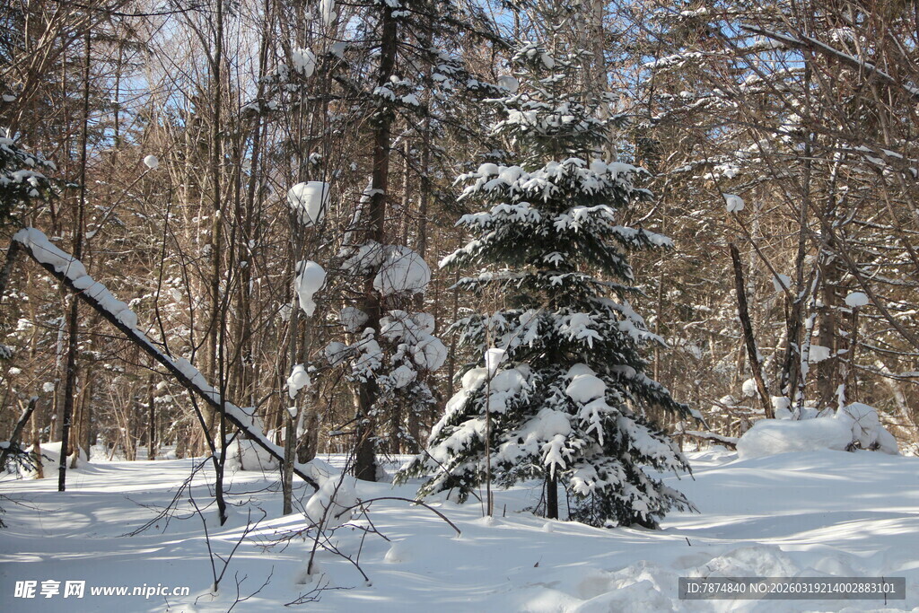 冬日雪覆树林中的孤松
