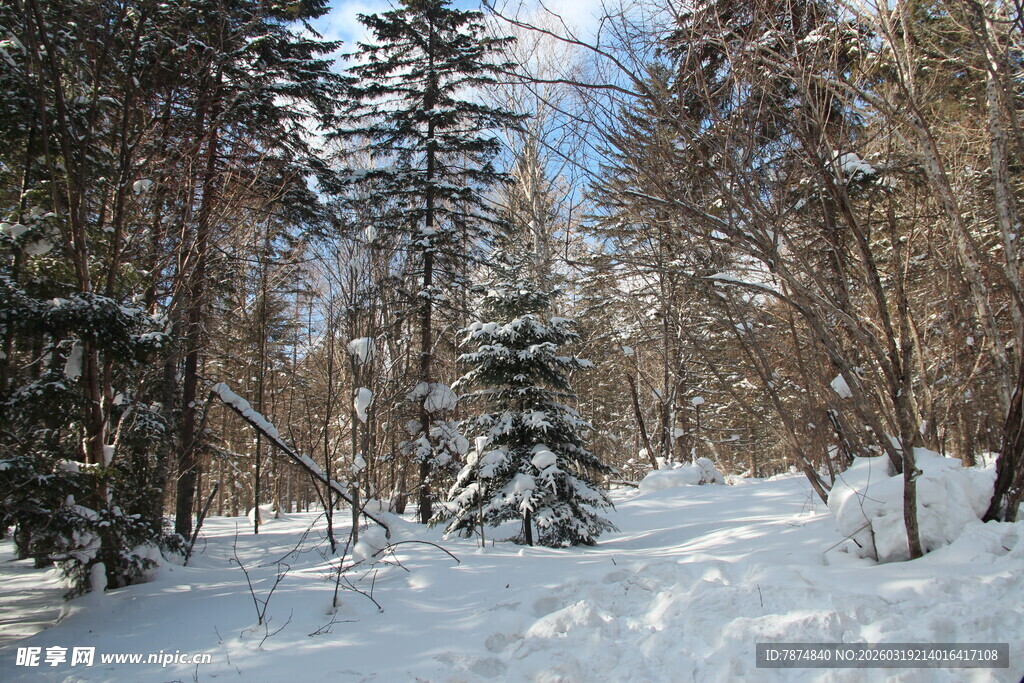 冬日雪林景色