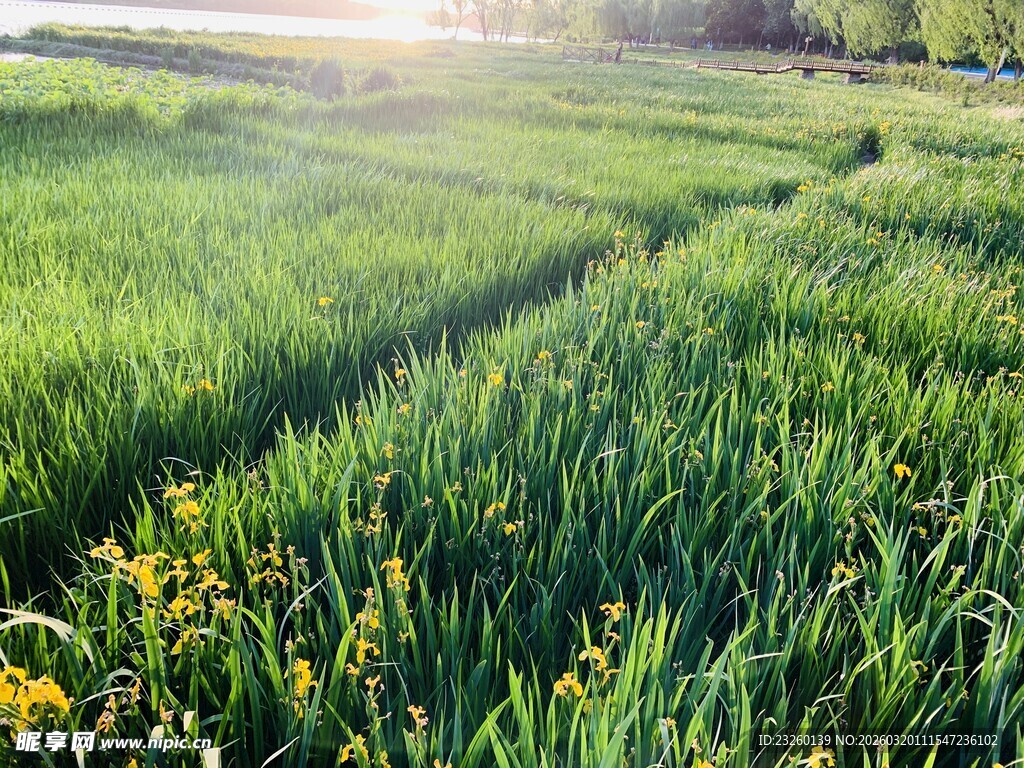 阳光照耀下的翠绿田野
