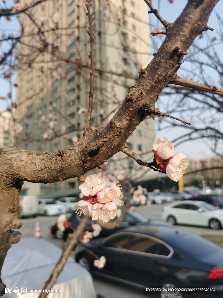 街头绽放的粉嫩花枝