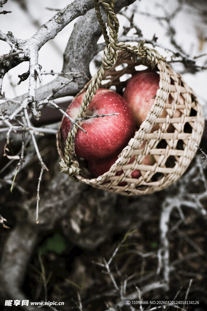 树枝上挂着编织篮与红苹果