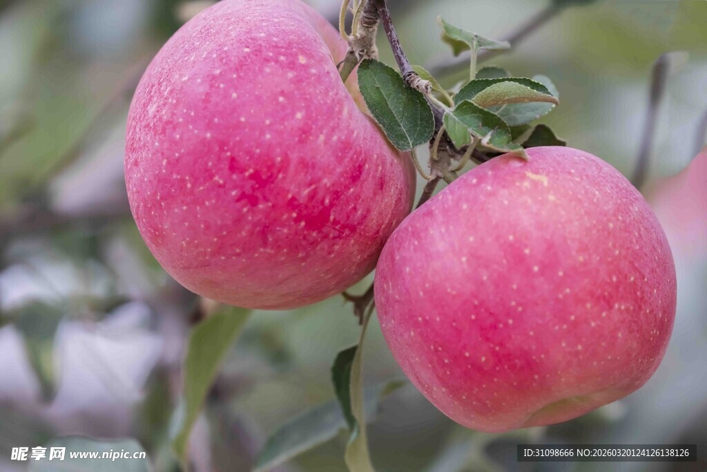 枝头粉嫩诱人的红苹果