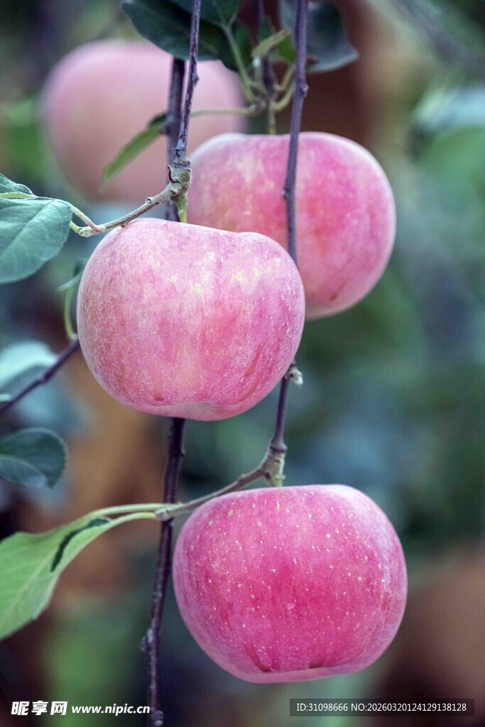 枝头粉嫩诱人的红苹果