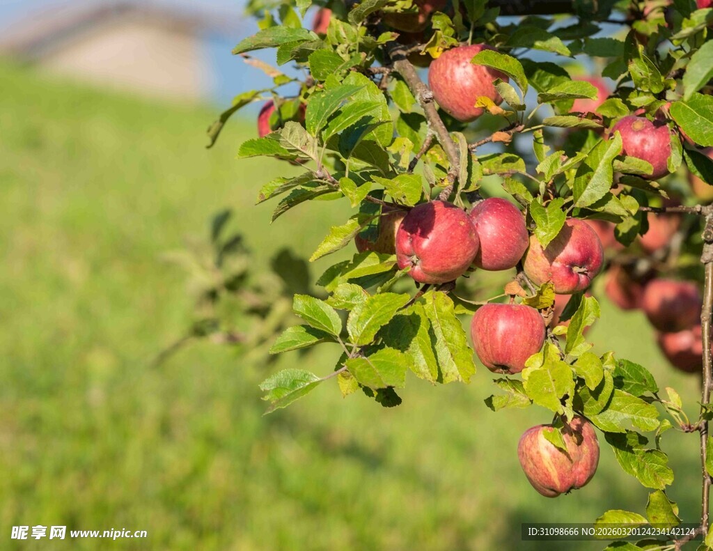 枝头红苹果