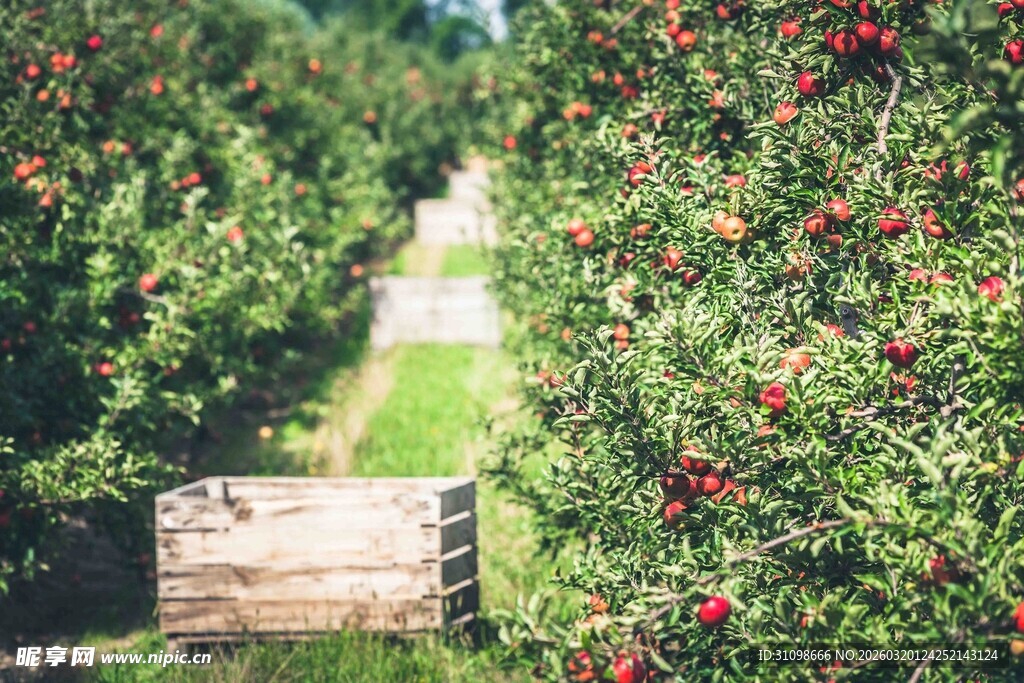 果园中硕果累累的繁茂景象