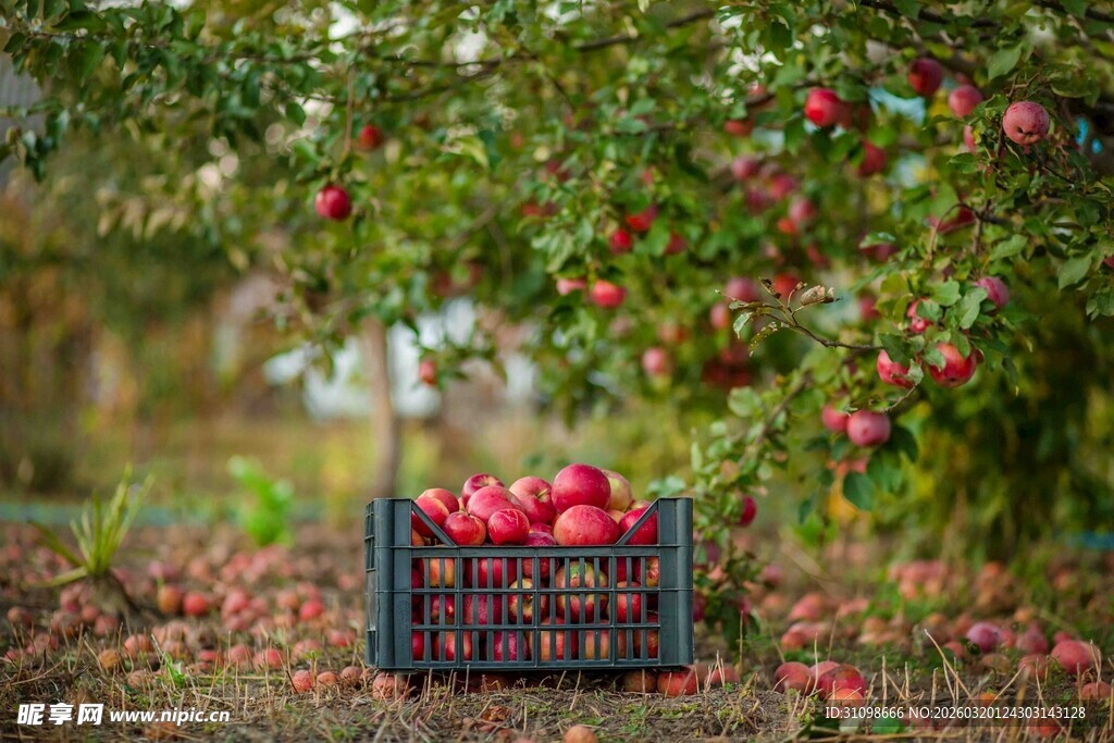 果园中装满红苹果的木箱
