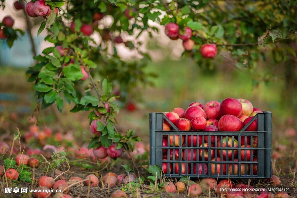 果园中装满红苹果的果筐