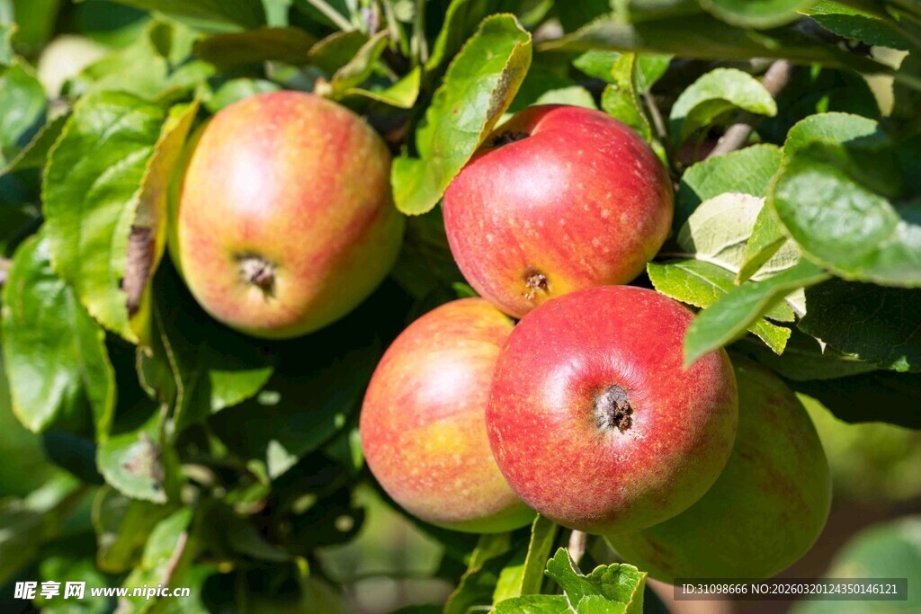 枝头红苹果