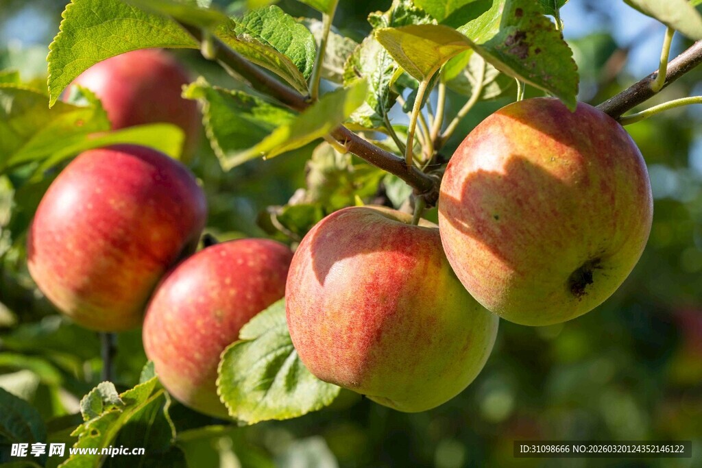 红苹果