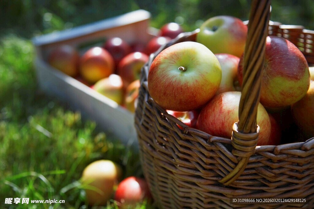 草地上的丰收苹果篮