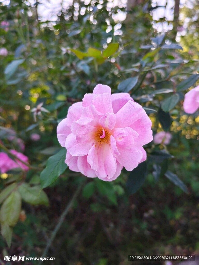 娇艳粉色蔷薇绽放